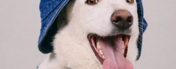 В Одессе бездомным собакам устроили модную фотосессию (фото)