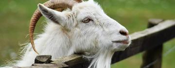 В Одесской области мужчина украл козла и успел разделать: владелице вернули мясо