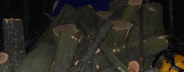 В Белгород-Днестровском районе разоблачили двух черных лесорубов 