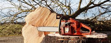 В Килийской громаде активисты «на горячем» поймали черных лесорубов (видео)