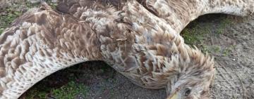 В Бессарабии этой зимой браконьеры подстрелили трех краснокнижных орланов и беркута