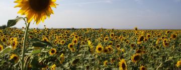 У Болградському районі підприємець самовільно засіяв два поля: справу скеровано до суду