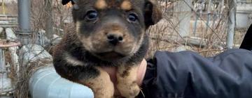 Чудові історії порятунку тварин: патрульні на варті добра