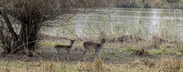 Суд вынес приговор браконьеру, который убил лань на острове Ермаков