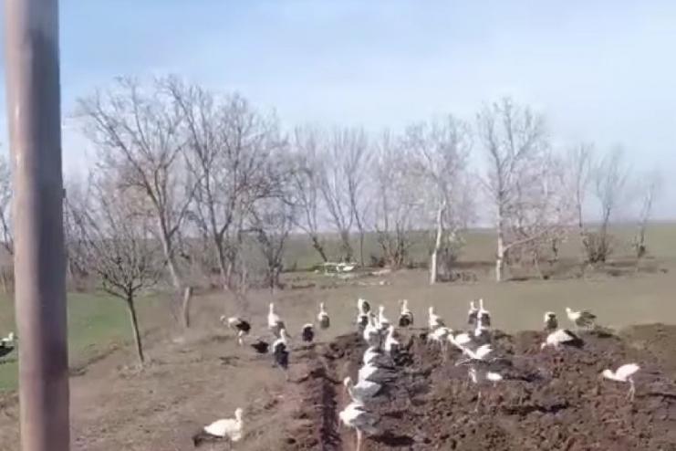 В Шагани прилетіли лелеки