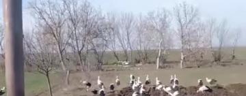 В Шагани прилетіли лелеки