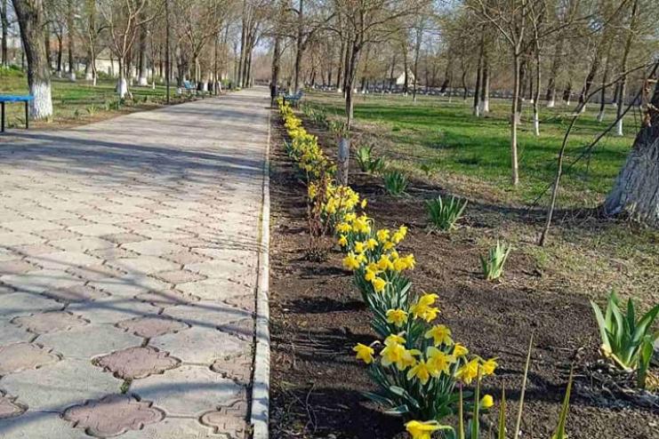Аллея нарциссов в Березинском парке