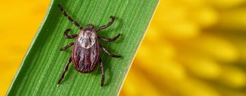 А вот и первые клещи...