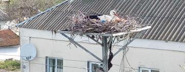 На Одещині лелеки повертаються в гнізда, що раніше встановили енергетики ДТЕК