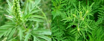 УВАГА! АМБРОЗІЯ!