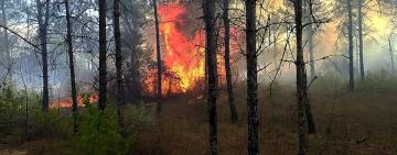 Людська безвідповідальність: у Вилкове горів ліс та екосистеми