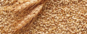 рф планує вивезти з України майже мільйон тонн зернових