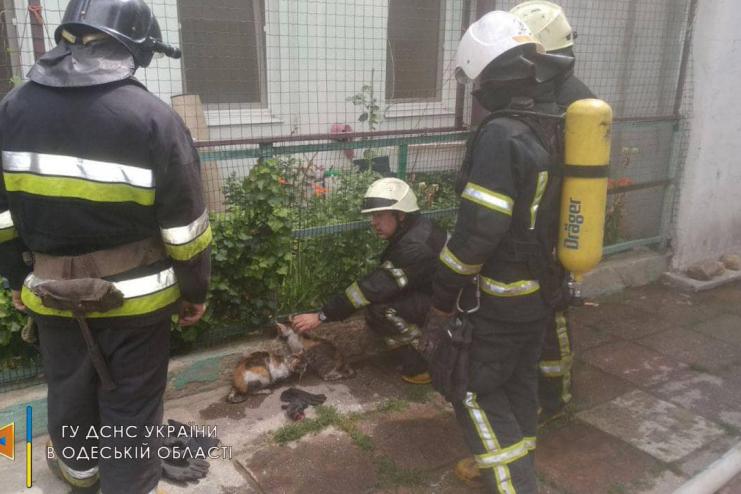 ЩАСЛИВИЙ ПОРЯТУНОК КОТИКІВ В ОДЕСІ 