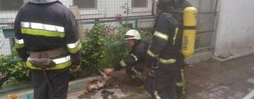 ЩАСЛИВИЙ ПОРЯТУНОК КОТИКІВ В ОДЕСІ 