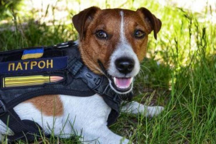 Легендарний пес Патрон попросив не поширювати мультфільм про нього: деталі