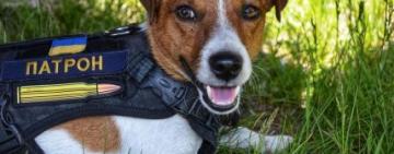 Легендарний пес Патрон попросив не поширювати мультфільм про нього: деталі