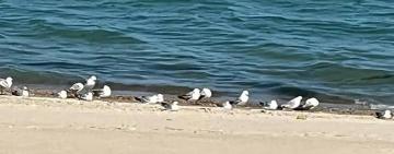 Жителі Одещини повідомляють про міну, що дрейфує у морі (фото)