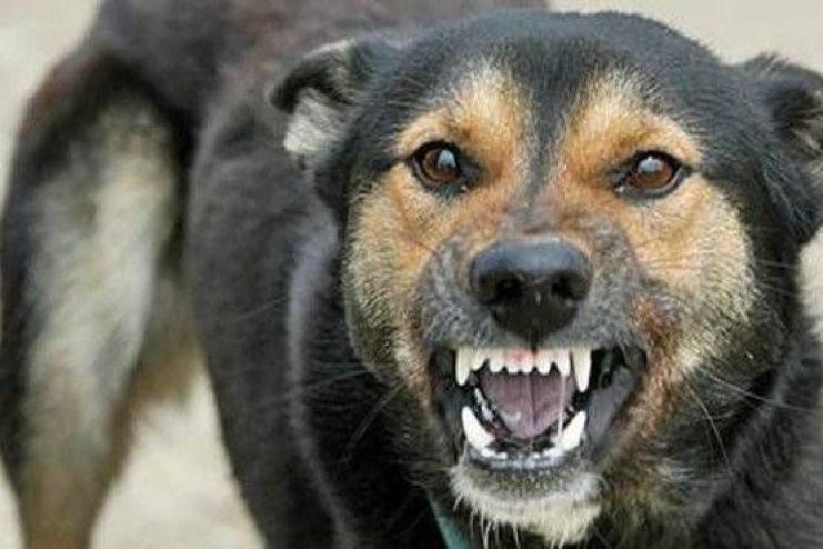  В Кілії зафіксовано випадки сказу домашніх тварин
