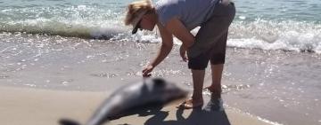 У Міжнародний день полонених дельфінів на Одещині продовжують гинути дельфіни