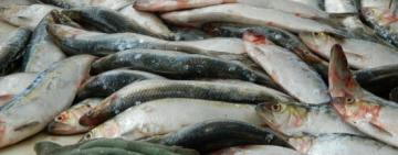 На Дунаї продовжено спеціалізований промисел оселедця