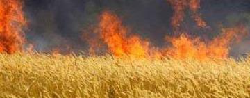 Резонансна пожежа в Тарутинській громаді: вогонь перекинувся на поле з ячменем