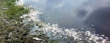 Забороняється її вилов і вживання: в озері на Одещині виявлено задуху риби