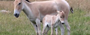 В Тарутинской степи размножаются куланы