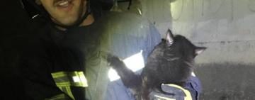 Великі серця: співробітники ДСНС Одещини врятували котика,який випав з вікна 