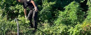 Канабісу на 5 млн гривень: поліція викрила 4 наркоаграріїв -  мешканців Ренійської громади 