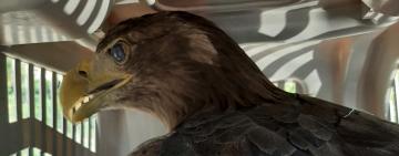 В Одесі врятували червонокнижного хижого птаха