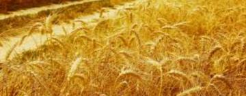 Експорт зерна з території України проходитиме через три порти