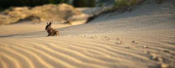 Україна — перша в Європі країна за темпами опустелювання та друга у світі — по розораності