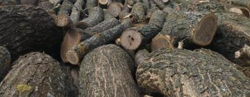 У Тарутинській громаді викрили "чорного" лісоруба