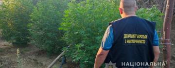 Поліцейські викрили п’ятьох жителів Болградського району в незаконному вирощуванні та зберіганні наркотичного зілля