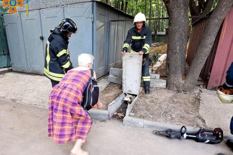 В Одесі врятували собаку, який застряг між бетонними плитами