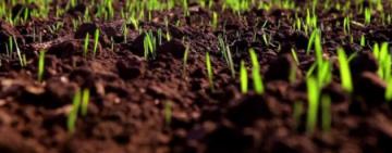 На Одещині скасували коменданську годину для учасників польових робіт