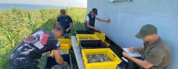 Браконьєри з Білгород-Дністровського району завдали державі понад мільйон гривень збитків