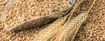 Фермери Одещини можуть отримати по 2 тонни насіння за програмою допомоги ООН