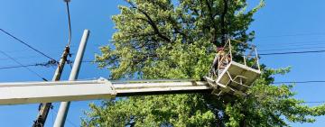 Заради світла взимку: до кінця року ДТЕК розчистить від чагарників 1700 кілометрів повітряних ліній на Одещині