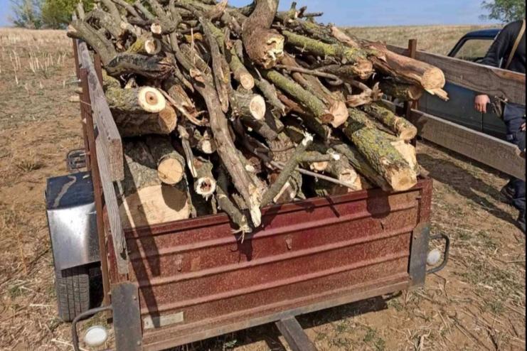 У Теплицькій громаді місцевий активіст підозрюється у незаконний вирубці дерев  