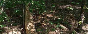 Знахабніли вкрай: у середмісті Болграда лісоруби знищили дерева