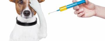 В Україні розпочата програма безкоштовної вакцинації, чіпування, стерилізації домашніх тварин