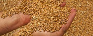 Українські аграрії повністю забезпечать державу продуктами харчування