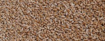 Понад 50 фіктивних компаній намагалися незаконно вивезти з України зерно – Гетманцев