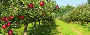 Стартує конкурс для громад «Сади для Перемоги»