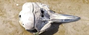 На узбережжі Одещини знову знайшли останки загиблих дельфінів 