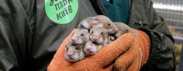 Хом'яки повертаються до Тарутинського степу (ВІДЕО)