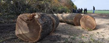 Навіщо Бородінській громаді потрібні полезахисні лісосмуги?