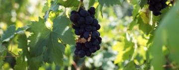 Після 14-річної перерви Україна знову стала членом Міжнародній організації виноградарства