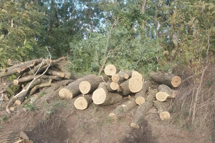 На лаві підсудних опинився житель Павлівської ТГ за незаконну порубку дерев